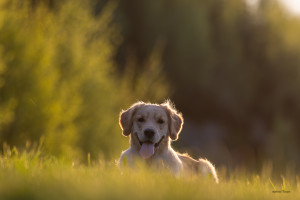 Caught in the sunset