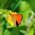 Fra galleriet