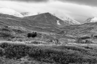 Dovrefjell - Antatt - Digital monokrom - vår 2026