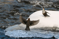 Antatt - Fossekall kurtise