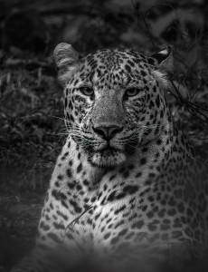 Antatt - Can't take my eyes off of you