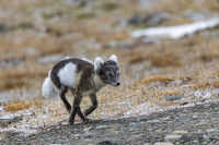 Fjelllrev på Svalbard