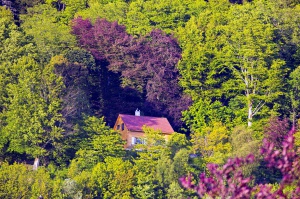 Huset i skogen i Bergen