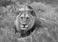 Watchful eyes - Antatt - X INTERCONTINENTAL CIRCUIT 2025