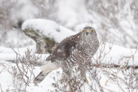 Goshawk in heavy snow
