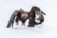 I better fly-Antatt-Digital I bevegelse-Høst 2025