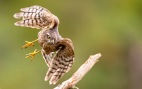 Sparrowhawk VM-20th FIAP Nature Biennial 2020