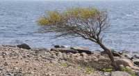 Et tre på Merdø