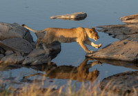 Jumping