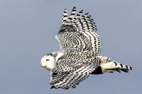 Snowy Owl, Cape Race Road, Newfoundland, Kanada, IMG 9997