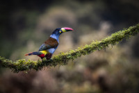 Grey-breasted Mountain-toucan - antatt colour 17th Finland Int. dig. Circuit 2025