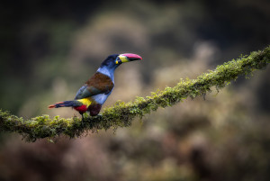 Grey-breasted Mountain-toucan - antatt colour 17th Finland Int. dig. Circuit 2025
