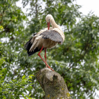 stork