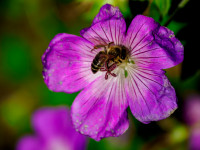 På jakt etter Pollen