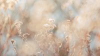 Sølv - Nature in pastel colors