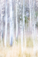 Bjørkeskogen