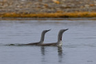 Smålom