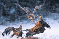 Kampen om tilværelsen