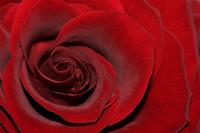 Rød Rose