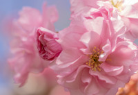 Blossom