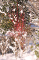 Rødbarket Sibirkornell vinterstid