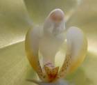 tett på min gul orkidé