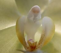 tett på min gul orkidé