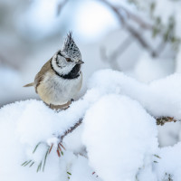 morning snow with a crested tit