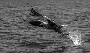 Fishing - antatt dig monokrom fritt høst 2024