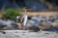 Hederlig omtale - Shaking the tail feathers