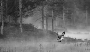 Antatt - Fiskeørn ved tjernet