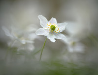 A white whisper of spring