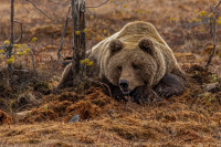 The bird and the bear - 3 x Antatt - 10. Nordic Int. Digital Circuit 2025