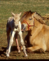 1. plass - En stolt mor med sin nyfødte fole
