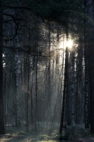 Solstråler i skogen