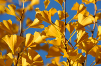 Høstens gull - Tempeltreet Ginkgo biloba