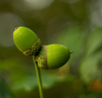 Pair of acorns