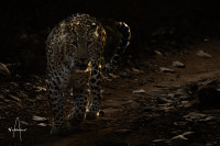 Leopard på sjekkern 40x60