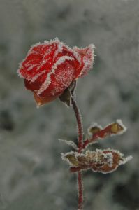 Rimet rose