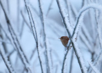 Rimfrost