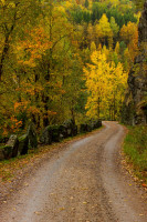 Hederlig omtale - Forest road