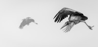 Greater Adjutant - antatt monocrome 17th Finland Int. dig. Circuit 2025