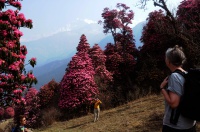Rhododendronskog og høye fjell