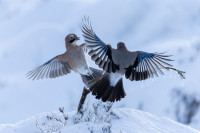 Hederlig omtale - Vinterballett